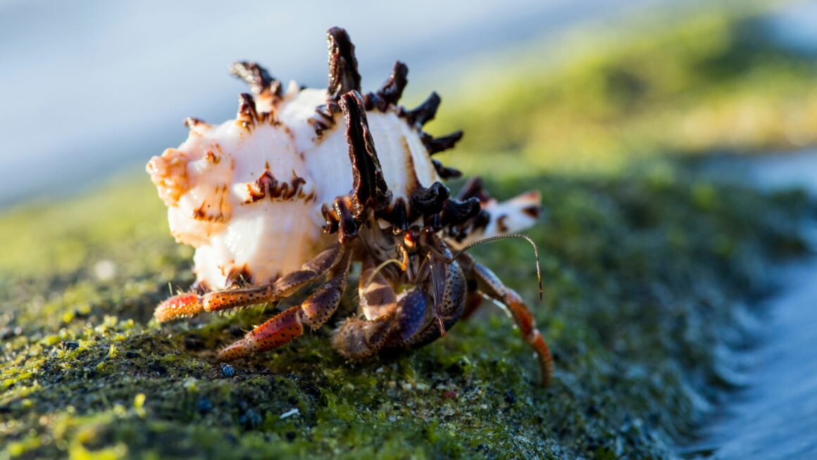 whats-a-hermit-crabs-favorite-food-that-bites